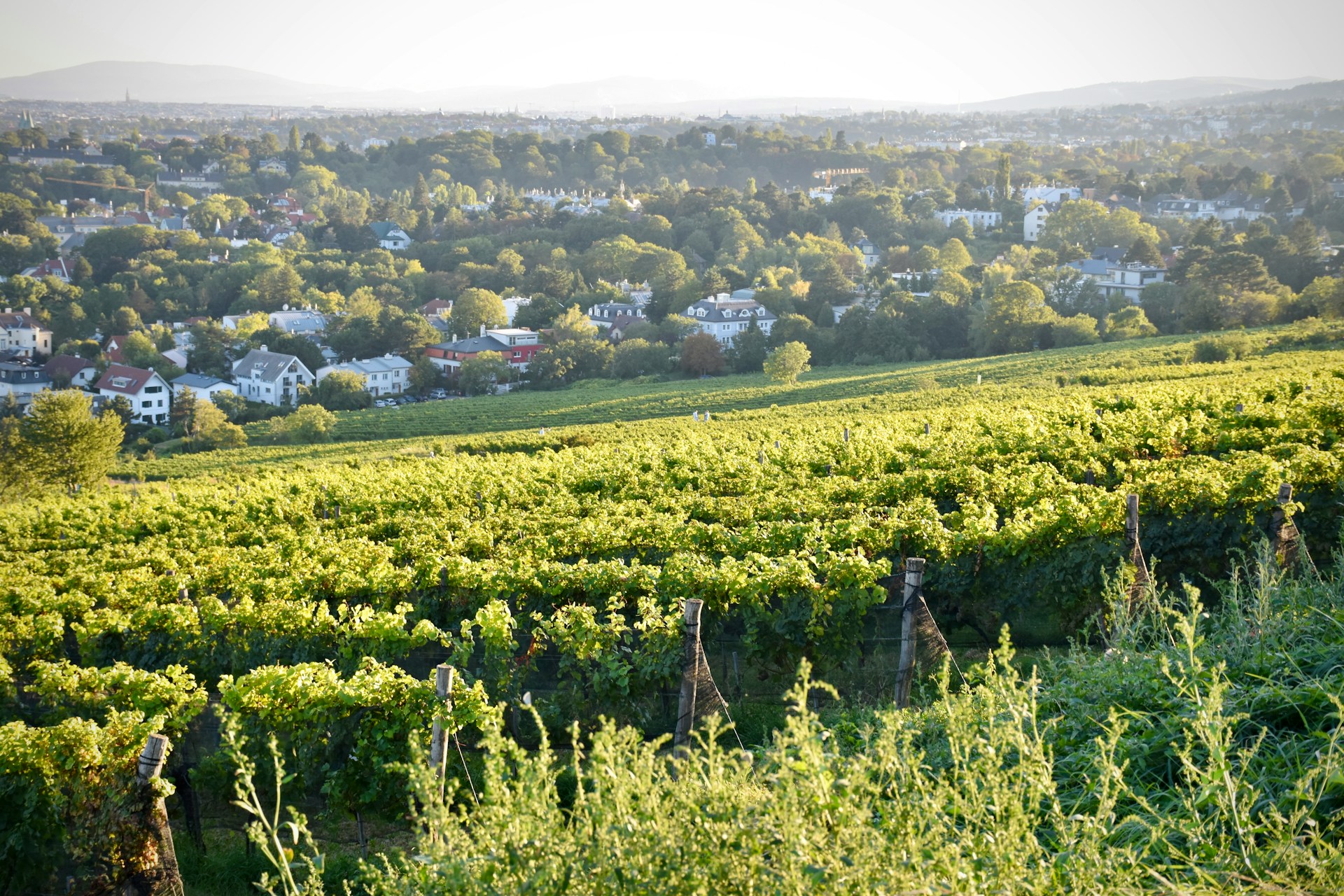 Vineyard in Vienna - Photo by Arno Senoner on Unsplash